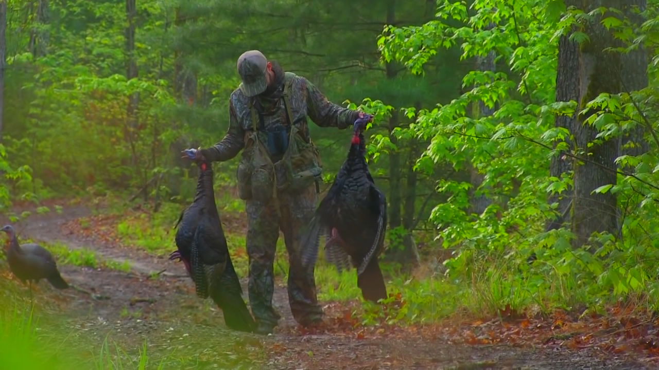 harvested turkeys
